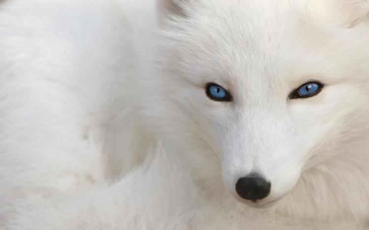 pure-white-fox-1080p-wallpaper-middle-size