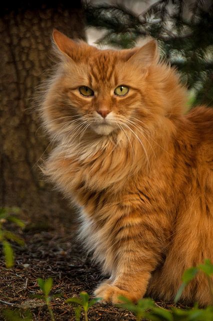 b2d4bf75573b4884589bf71487d990ba--orange-maine-coon-ginger-cats